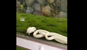 Un serpent se mord lui-même sans le vouloir