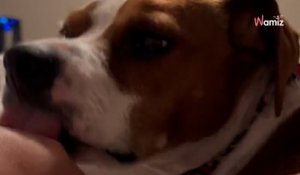 Elle révèle pourquoi les chiens ont le réflexe de lécher avant de s'endormir et fait un rappel important (vidéo)