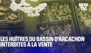 Les huîtres d'Arcachon interdites à la vente pour des raisons sanitaires