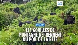 Rwanda : augmentation du nombre de gorilles des montagnes