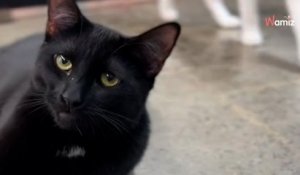Personne ne veut adopter 2 chatons inséparables : les sauveteurs ont une idée brillante pour leur venir en aide (vidéo)