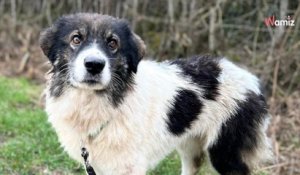Sauvée d'une fourrière en Roumanie, cette chienne très calme aimerait découvrir la vie dans une vraie famille