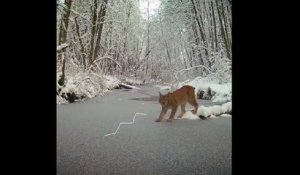 Un lynx très intelligent