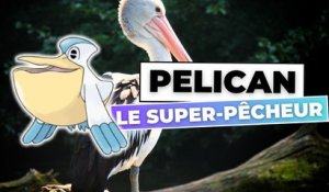 L'incroyable bec du Pélican !