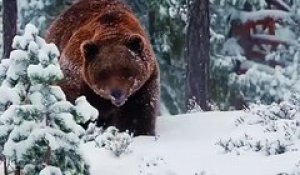 Un impressionnant ours dans la neige !