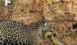 Jaguar vs. Anaconda : le duel épique de la nature au cœur du Pantanal au Brésil !