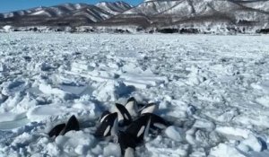Japon : une dizaine d'orques piégées dans la glace suscite l’inquiétude.