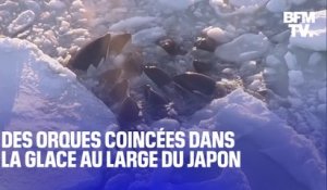 Ces orques coincées dans la glace au large du Japon ont visiblement réussi à se libérer, selon les autorités
