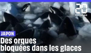 Japon : Des orques coincées dans les glaces tentent de survivre