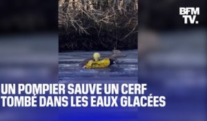 Aux États-Unis, un pompier sauve un cerf tombé dans les eaux glacées