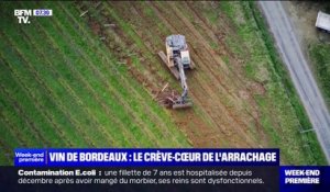 "Tout ça va disparaître": les agriculteurs de Gironde ont débuté l'arrachage des vignes