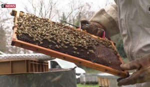 Les apiculteurs revendiquent eux-aussi de meilleures conditions de travail
