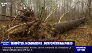 Les stigmates de la tempête Ciaran et des inondations visibles sur les forêts dans le Pas-de-Calais
