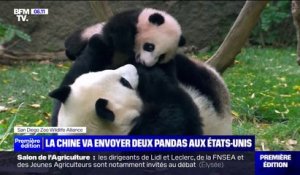 La Chine va envoyer deux pandas géants aux États-Unis, signe d'un "réchauffement" de leur relation