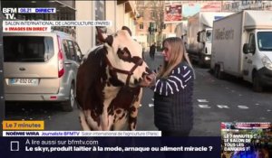 "Oreillette", la vache égérie du Salon de l'agriculture, est arrivée sur place