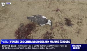 Des centaines d'oiseaux marins échoués  sur les plages de Vendée