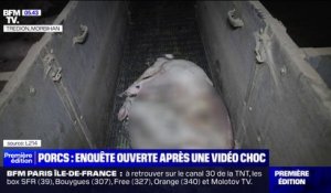 Ouverture d'une enquête après une plainte de L214 pour "mauvais traitements" sur des porcs dans une exploitation du Morbihan