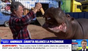 Cirque Zavatta de retour dans le Var: des associations dénoncent les conditions de vie de Jumbo, un hippopotame de 3 tonnes