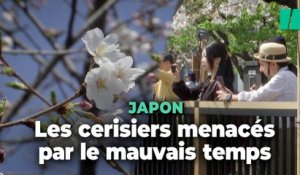 À Tokyo, les Japonais et les touristes se dépêchent d’aller admirer les cerisiers avant que le mauvais temps n’arrive