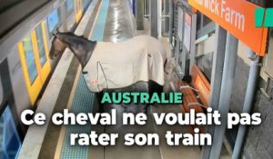 À Sydney, ce cheval en fugue ne voulait pas rater son train