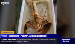 Un homard doré très rare péché au large de Boulogne-sur-Mer