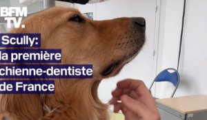TANGUY DE BFM - Scully, la première chienne-dentiste de France