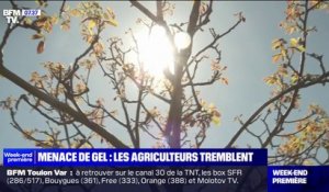 Menaces de gel: les agriculteurs redoutent des températures négatives alors que les premiers bourgeons sont sortis