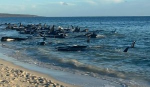 En Australie, des dizaines de dauphins pilotes morts après s’être échoués