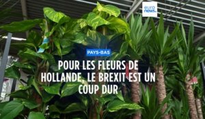 Pour les fleurs de Hollande, le Brexit est un coup dur