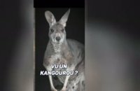 Open d'Australie - Après sa victoire, Alcaraz envisage de se faire tatouer... un kangourou !