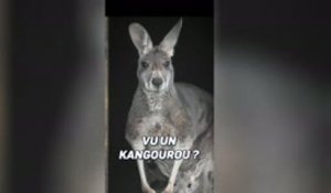 Open d'Australie - Après sa victoire, Alcaraz envisage de se faire tatouer... un kangourou !
