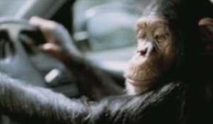 Les singes menacés d'extinction TV?
