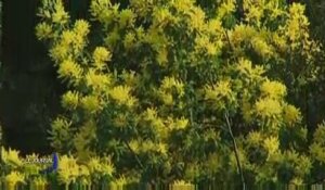 Ile de Noirmoutier : A la découverte du Mimosa