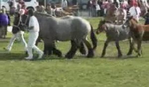 Trait ardennais à Sedan