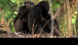 Pariscience: quelle différence entre les grands singes et