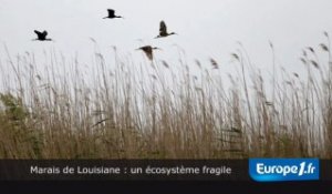 Marais : un écosystème fragile