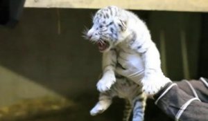 Naissance de deux bébés tigres blancs au zoo de Maubeuge