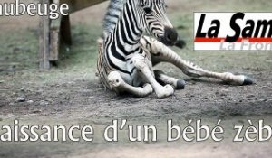 Zoo de Maubeuge : Naissance d'un bébé zèbre