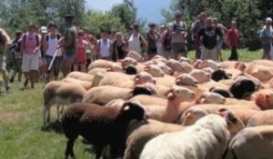 Des moutons "envahissent"  Argelès-Gazost.