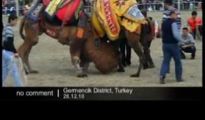 Combats de chameaux en Turquie - no comment