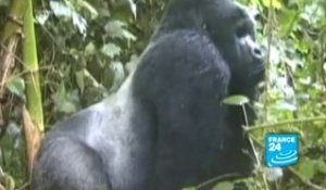 DR Congo: Gorilla baby boom