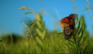 Pollen - Extrait "Le Papillon Monarque" [VF|HD]