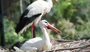 Zoo de Maubeuge : Des étudiants analysent le comportement des animaux