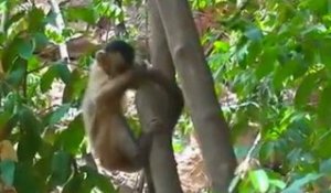 Macaco-prego, o mais inteligente das Américas
