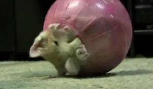 Un chat coincé dans une boule pour hamster