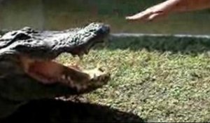 Crocodile 1 - Homme 0