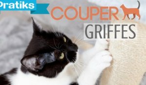 Conseils véto - Comment couper les griffes de son chat ?