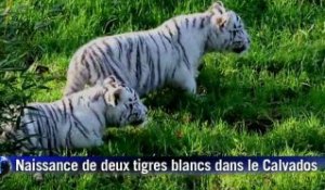 Deux bébés tigres blancs sont nés près de Lisieux