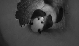 Un nouveau bébé panda est né au Zoo de Schönbrunn