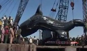 L'un des plus gros requins-baleines au monde remonté au Pakistan